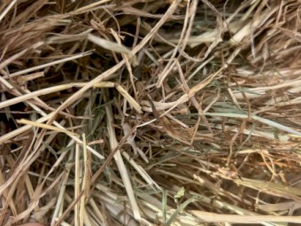 250 x Sub Clover Rye Hay Rolls