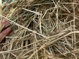 250 x Sub Clover Rye Hay Rolls