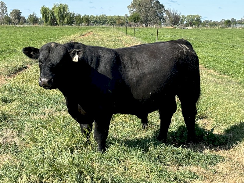 PUREBRED HBR REG. ANGUS BULL