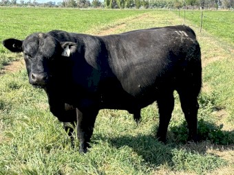PUREBRED HBR REG. ANGUS BULL