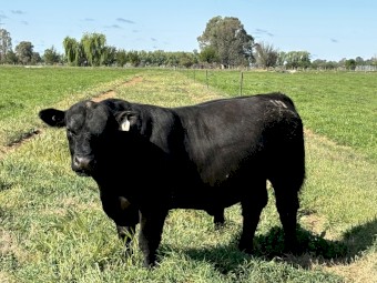 PUREBRED HBR REG. ANGUS BULL