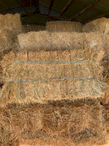 Small squares Oats and Rye