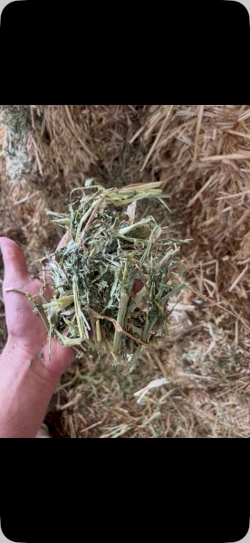 31mt Vetch/Oaten Hay 700kg 8x4x3 Bales