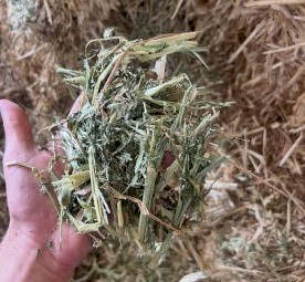 31mt Vetch/Oaten Hay 700kg 8x4x3 Bales