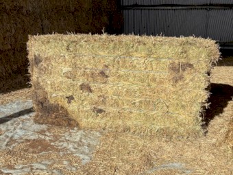 31mt Vetch/Oaten Hay 700kg 8x4x3 Bales