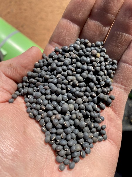 Benetas Vetch Seed