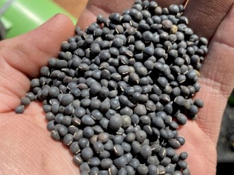 Benetas Vetch Seed
