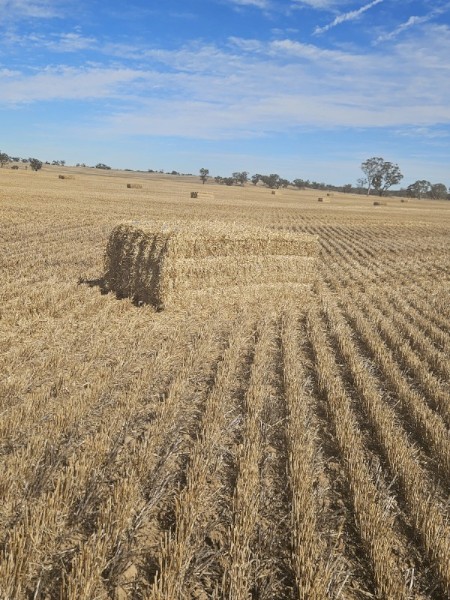 Barley Straw shedded 8x4x3 Bales