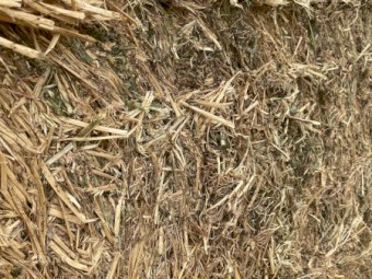 Lucerne Hay - squares