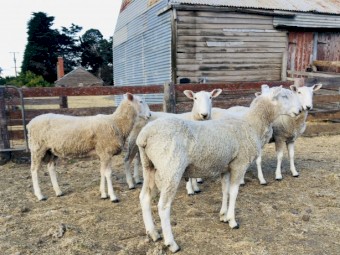 Border Leicester Rams
