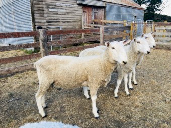 Border Leicester Rams