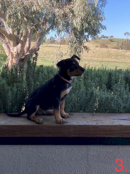PUREBRED KELPIES