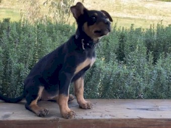 PUREBRED KELPIES