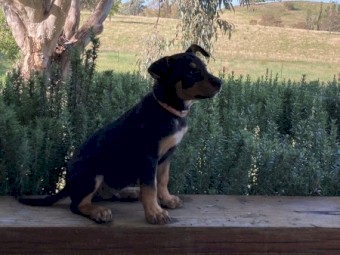 PUREBRED KELPIES