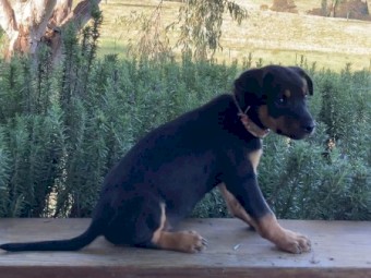 PUREBRED KELPIES
