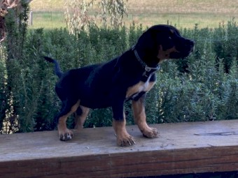 PUREBRED KELPIES