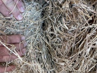 EUROCHLOA \ RHOADES