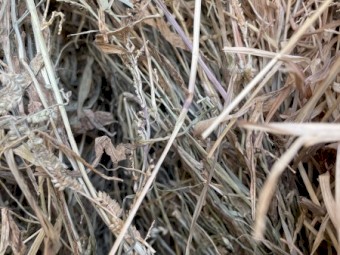 EUROCHLOA \ RHOADES