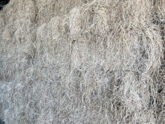 EUROCHLOA \ RHOADES