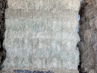 EUROCHLOA \ RHOADES