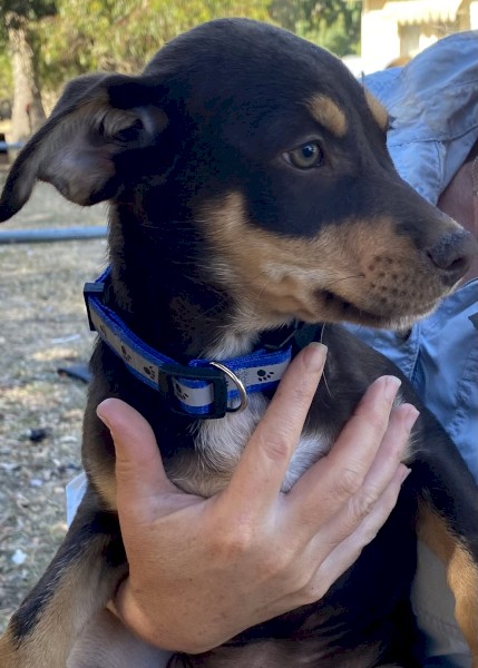 Kelpie Puppies