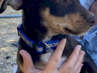 Kelpie Puppies