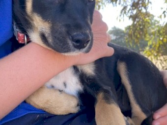 Kelpie Puppies