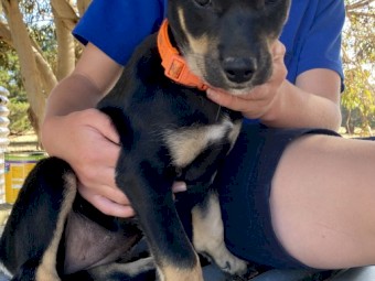 Kelpie Puppies