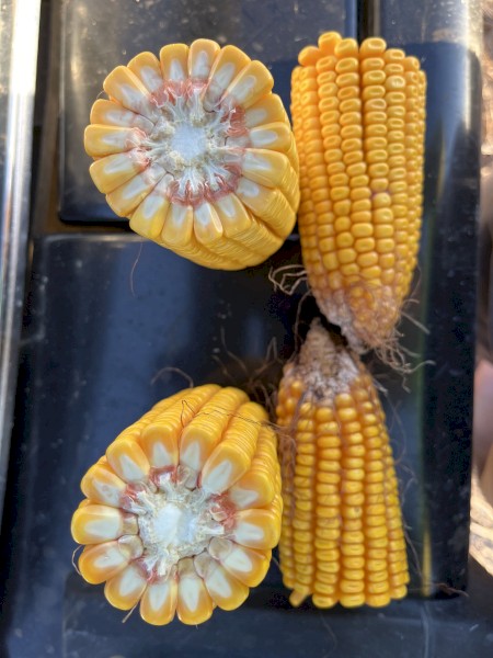 Feed Corn