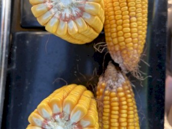 Feed Corn
