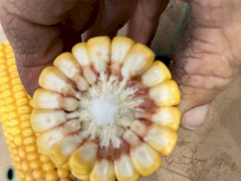 Feed Corn