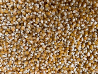 Feed Corn