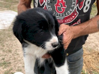Border Collie pups 