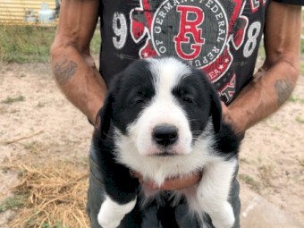 Border Collie pups 