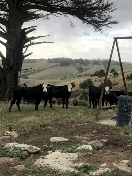 Black Baldy Calves x 34