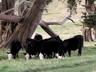 Black Baldy Calves x 34