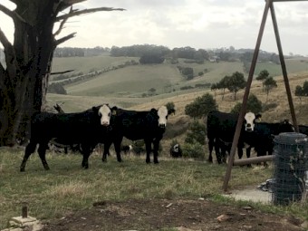 Black Baldy Calves x 34