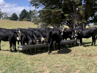 Black Baldy Calves x 34
