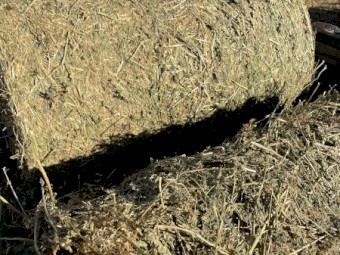 High Quality  Lucerne Hay 5x4 Rounds