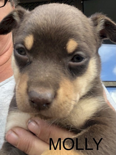 Kelpie Puppies 
