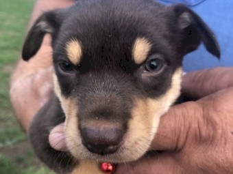 Kelpie Puppies 