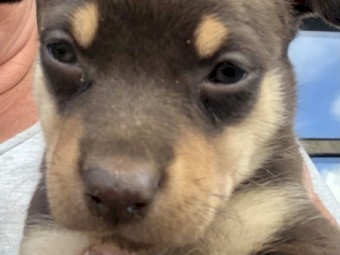 Kelpie Puppies 