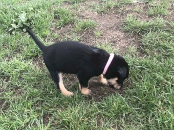 Kelpie Puppies 