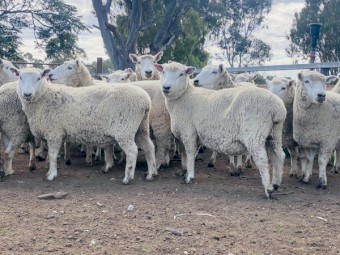 Pure Perendale 105 Ewes & 2 Rams