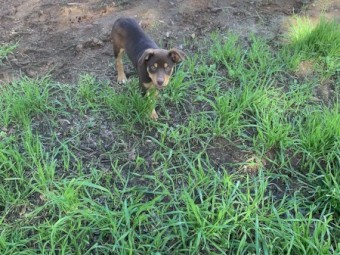 Kelpie Pups