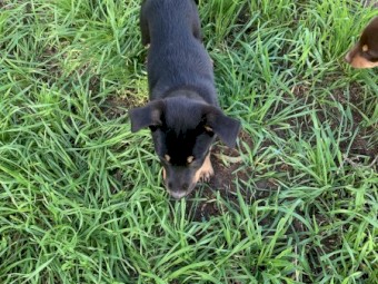 Kelpie Pups