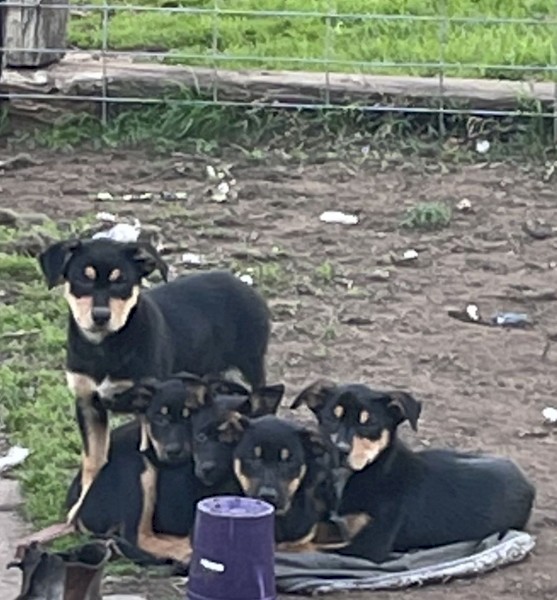 Kelpie pups. (Purebred)