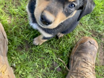 Kelpie pups. (Purebred)