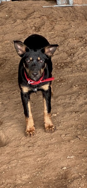 Purebred Kelpie