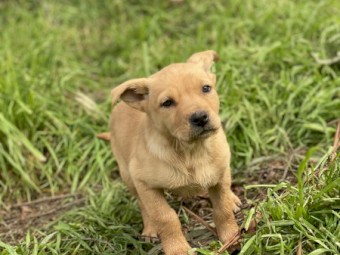 Female Purebred Cream Kelpie Pups